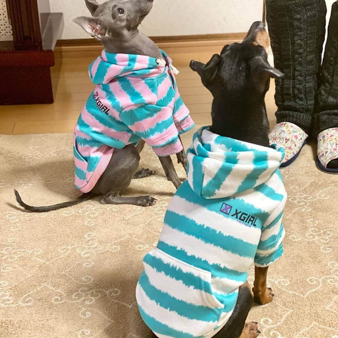 Caluluのインスタグラム