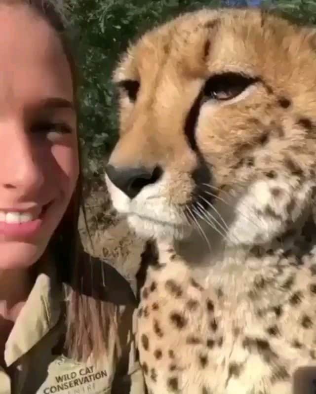のインスタグラム：「Cheetah kisses 💋 beautiful friendship Tag someone  By: @wildcatcentre」