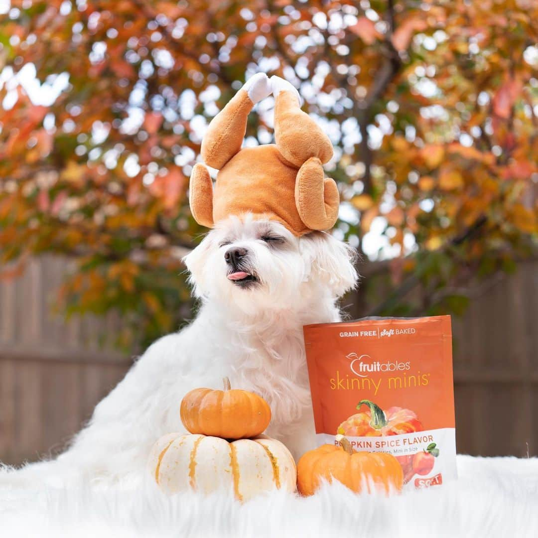 hi.arodのインスタグラム：「Gobble Gobble! Please treat me nicely! 😚 Happy Thanksgiving! 🦃  ・・ ・  #gobblegobble#gobble#turkey#thanksgiving#givethanks#thankfulgratefulblessed#turkeyhat#turkeyday#turkeydog#thanksgivingoutfit#thanksgivingstyle#happythanksgivingyall#happythanksgivingday#thanksgivingdog#happyfallyall#orangeiseverywhere#beautifulorange#ifeelgood#thankful#thankful❤️ #spoilme#maltese#maltese101#malshi#maltipoo#morkie​#maltipom​#maltipoodle​#fruitable @fruitablespettreats」