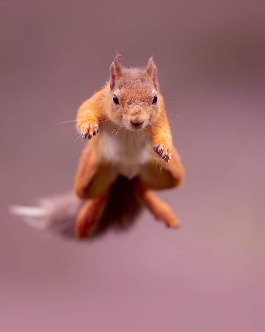 Discoveryさんのインスタグラム写真 - (DiscoveryInstagram)「‘On my way to steal your nuts.’🥜 A red squirrel leaps out of the heather in the Scottish Highlands.  Photo + Caption: Siân Addison (@sianaddison)  #squirrelsofinstagram #nuts_about_nature #scotland #wildlife_perfection」11月26日 0時16分 - discovery