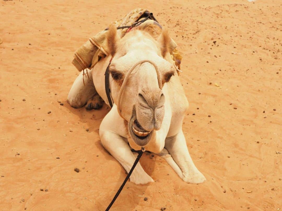 アニマルプラネットさんのインスタグラム写真 - (アニマルプラネットInstagram)「Hump Day + Short Week = One Happy Camel . . . . . #humpday #camel #animal #mammal #holidayweekend #thanksgiving #animalplanet #pictureoftheday #photooftheday #wednesday」11月26日 0時36分 - animalplanet