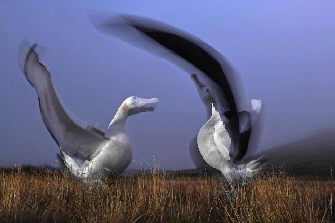 Thomas Peschakのインスタグラム：「One of the highlights of trekking across sub-Antarctic Marion Island with @ottowhitehead in 2017 was photographing one of the largest flying birds in the world. In late afternoon wandering albatrosses with wingspans of up to 11 feet would break out into their ritual dance. With a elegant repertoire of bowing and sky-calling these performances  help to size up prospective partners. Photographed on assignment for @NatGeo in collaboration with @environmentza and #SANAP」