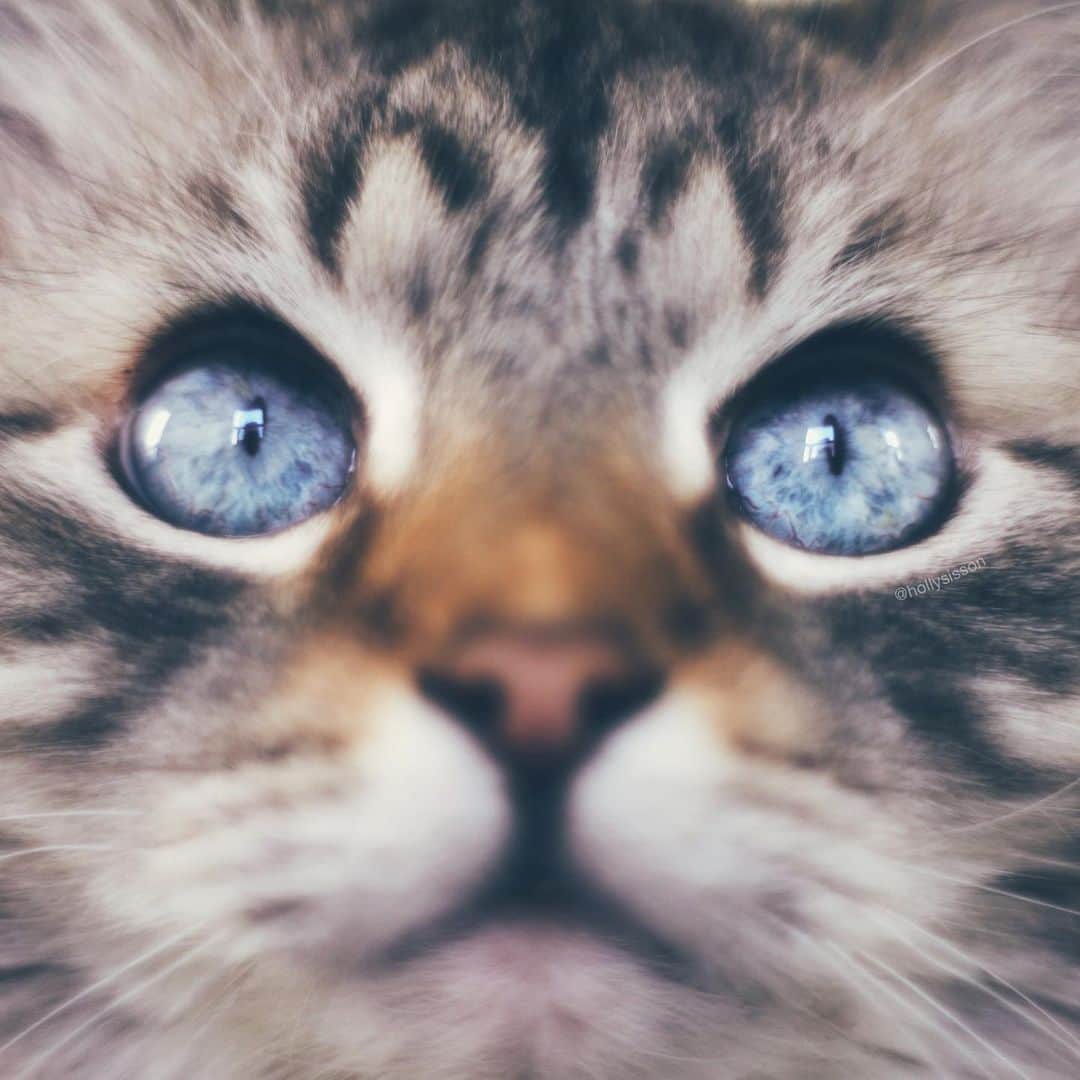 Holly Sissonのインスタグラム：「Trying out my Petzval lens with my new Canon R6. Have to say that focus peaking is a game changer for using a manual lens like this. It’s still challenging to capture a shot, but at least you can see a little more clearly if you have focus on the eyes before taking the shot. 👍 #toronto #cat #SiberianCat #Petzval #PetzvalArtLens #Petzval85 #bokeh #canonR6 (See more of Finnegan, and Oliver, on @pitterpatterfurryfeet)  ~ Canon R6 + Lomography Petzval 85 Art Lens + 12mm Extension Tube See my bio for full camera equipment information plus info on how I process my images. 😊」