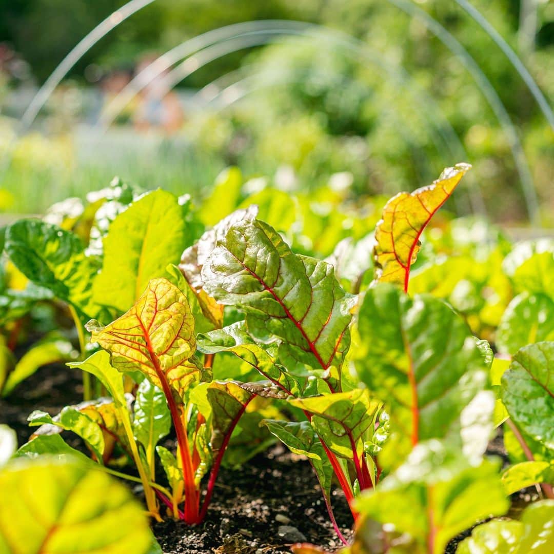 ニューヨーク植物園のインスタグラム：「As the keynote speaker on the first day of our recent Food Justice Webinar Series in the outdoor pavilion of the Edible Academy, Karen Washington, NYBG Trustee, farmer, and activist, asked us to "... come together to fight the injustices we see, and to fight to end hunger and poverty." . Washington joined a number of speakers from local food organizations to discuss the coordinated community response to food insecurity in the Bronx since the start of the COVID-19 pandemic, and to recognize the history and contribution of Bronx community gardens through her lens as a long-time activist. Hit the link in our bio to learn more about this two-day event and view the recordings of the panelist discussions. . #plantlove #chard #nybgathome #museumfromhome」