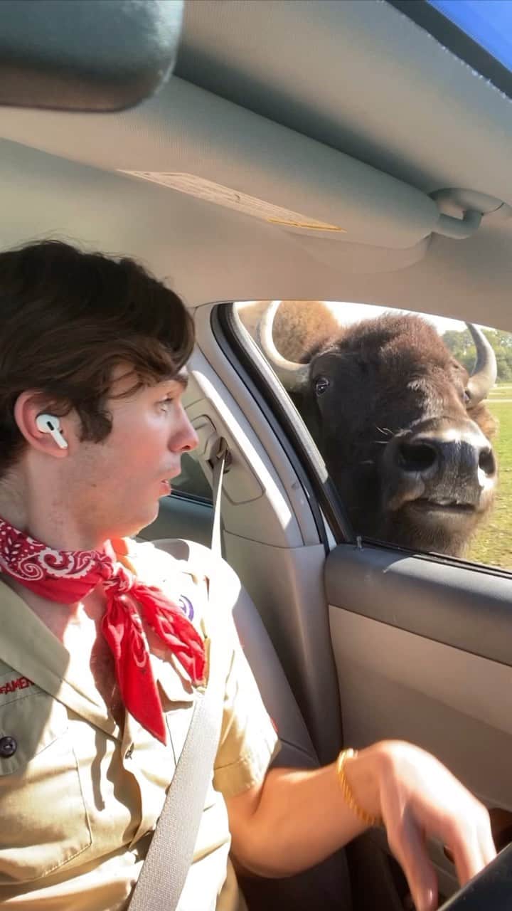 DYLAN MULVANEYのインスタグラム：「I AM NOT A BOY SCOUT Please don’t let this flop, I’m still recovering   #buffalo #gay #ohno #boyscout #animals #lgbtq #bison」
