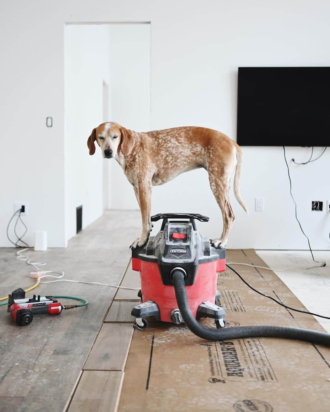 マディのインスタグラム：「Still standing on things and still laying hardwoods ✨tell y’all what installing flooring is no joke and a ton of work ⁣ ⁣ For this build I went with an engineered hardwood from Hallmark flooring in the Novella line in Hickory. They seem real nice so far and def look better not all dusty ✨」