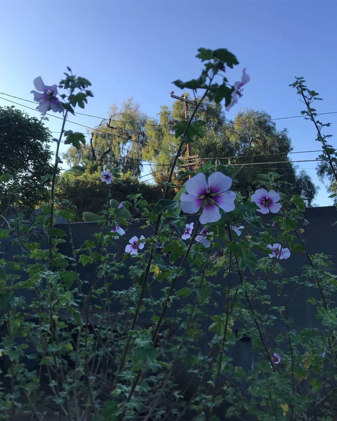 キム・インキョンのインスタグラム：「Mugungwha blooms in my house. 무궁화를 보는 내 마음이 기쁘다. Je pense que c'est à la maison maintenant. #인연#Roseofsharon#우리말이이쁘다#불어는어려워」