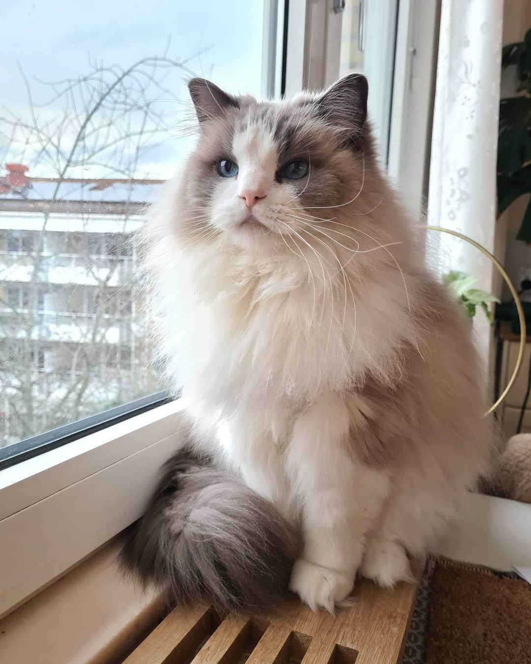 Princess Auroraさんのインスタグラム写真 - (Princess AuroraInstagram)「She's glowing. Princess Purr 🥰🌟  #cats #catsofinstagram #cats_of_instagram #ragdoll #ragdollsofinstagram #ragdollcat #fluffy #fluffycat #meow #meowstagram #meowed #cat #aurora #princess #princessaurora」11月26日 1時40分 - aurorapurr