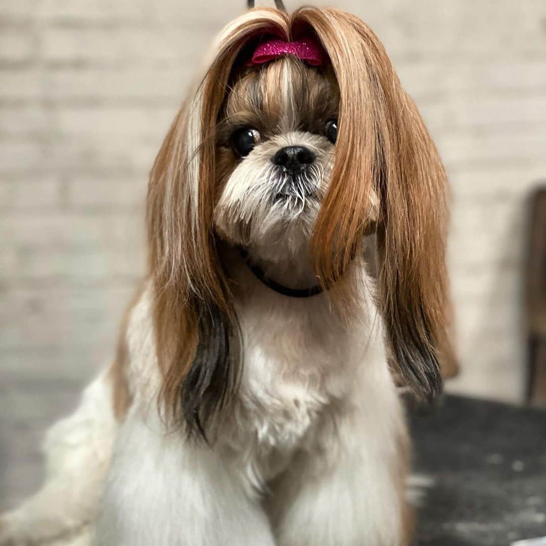 Dogs by Ginaのインスタグラム：「Cynamin got a makeover last week 💞」