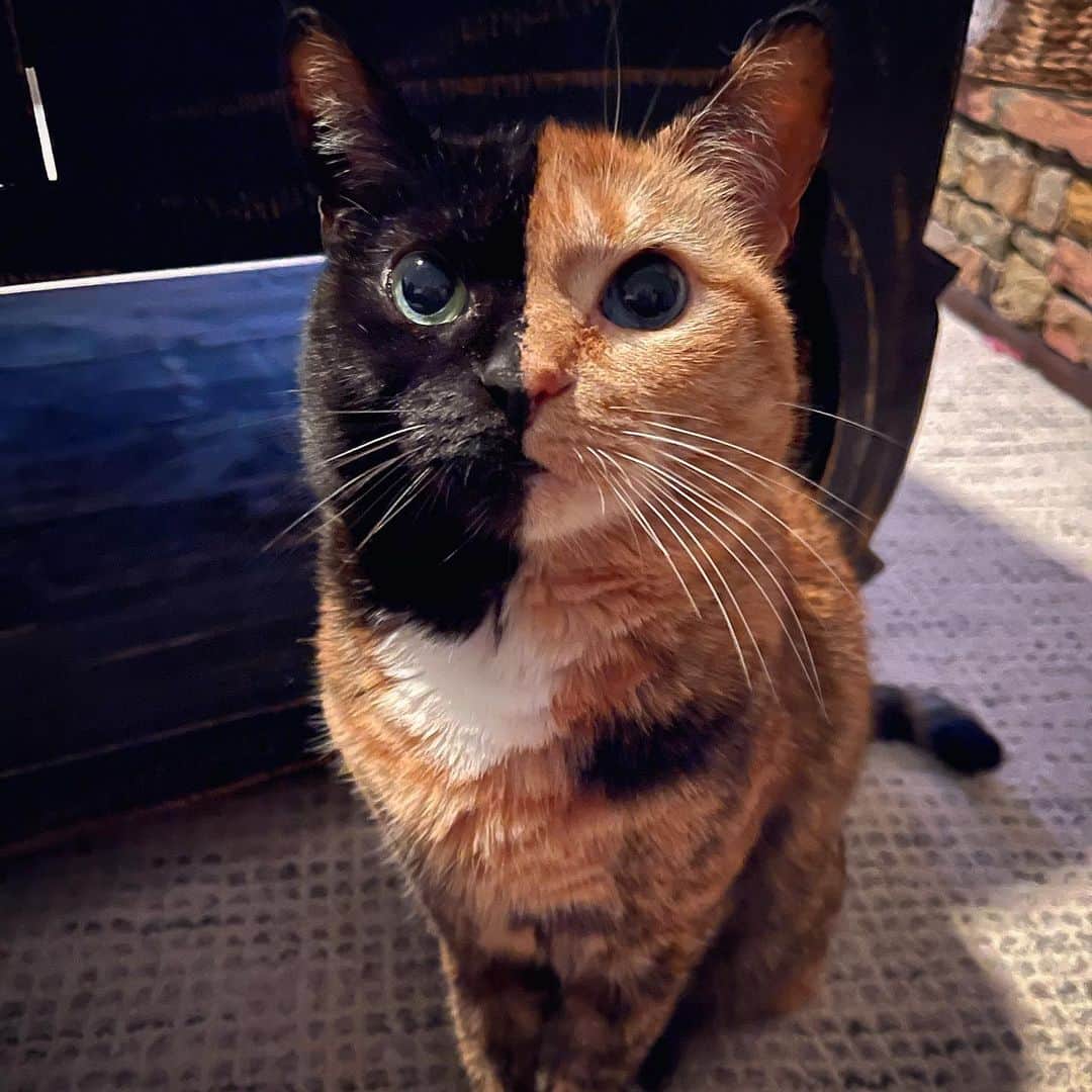 のインスタグラム：「Big kitty pupils are a secret weapon to get your humans to give in to just about anything. You’re welcome! 😻❤️」