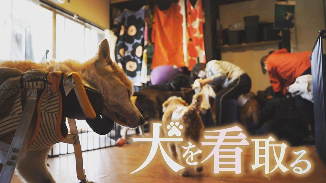 のインスタグラム：「・ この度、ナレーションを担当させて頂きました。 ・ 目撃者f『犬を看取る』。 ・ 年老いた犬を有料で預かる 『老犬ホーム』のお話です。 ・ ・ カメラマンの1年に渡る、密着取材。 心を込めて、伝えさせて頂きました。 ・ 2020年11月29日(日) 深夜1時25分放送です。 是非ご覧下さい。 #fbs福岡放送 #目撃者f」
