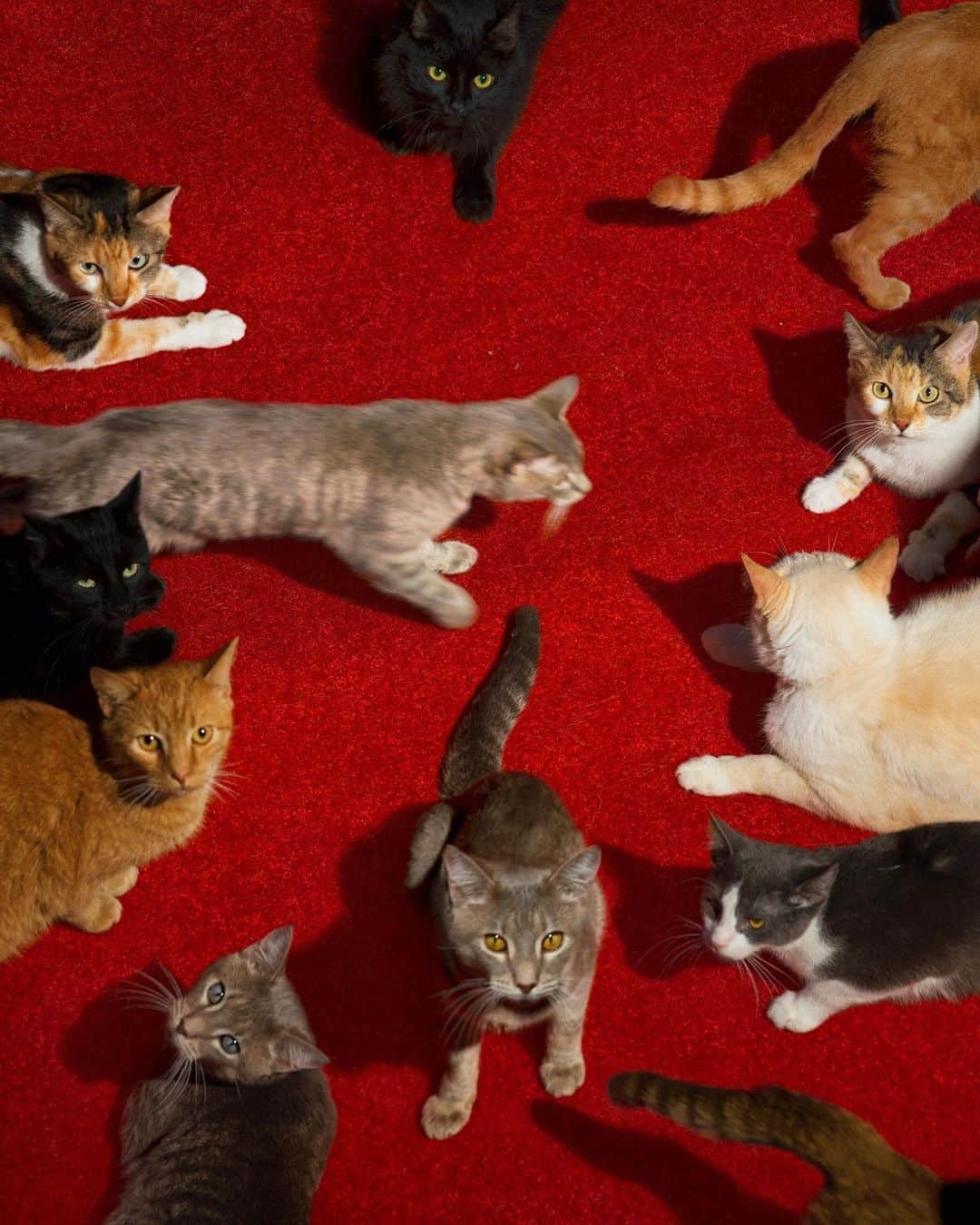 AnOther Magazineさんのインスタグラム写真 - (AnOther MagazineInstagram)「#MidweekMoodLift – a clowder of cats captured by American photographer @alexprager 🐾⁠⠀ ⁠⠀ Read our 2018 interview with Prager at the link in our bio, in which she tells the story of her eerie and beautiful series Silver Lake Drive 📲」11月26日 1時58分 - anothermagazine