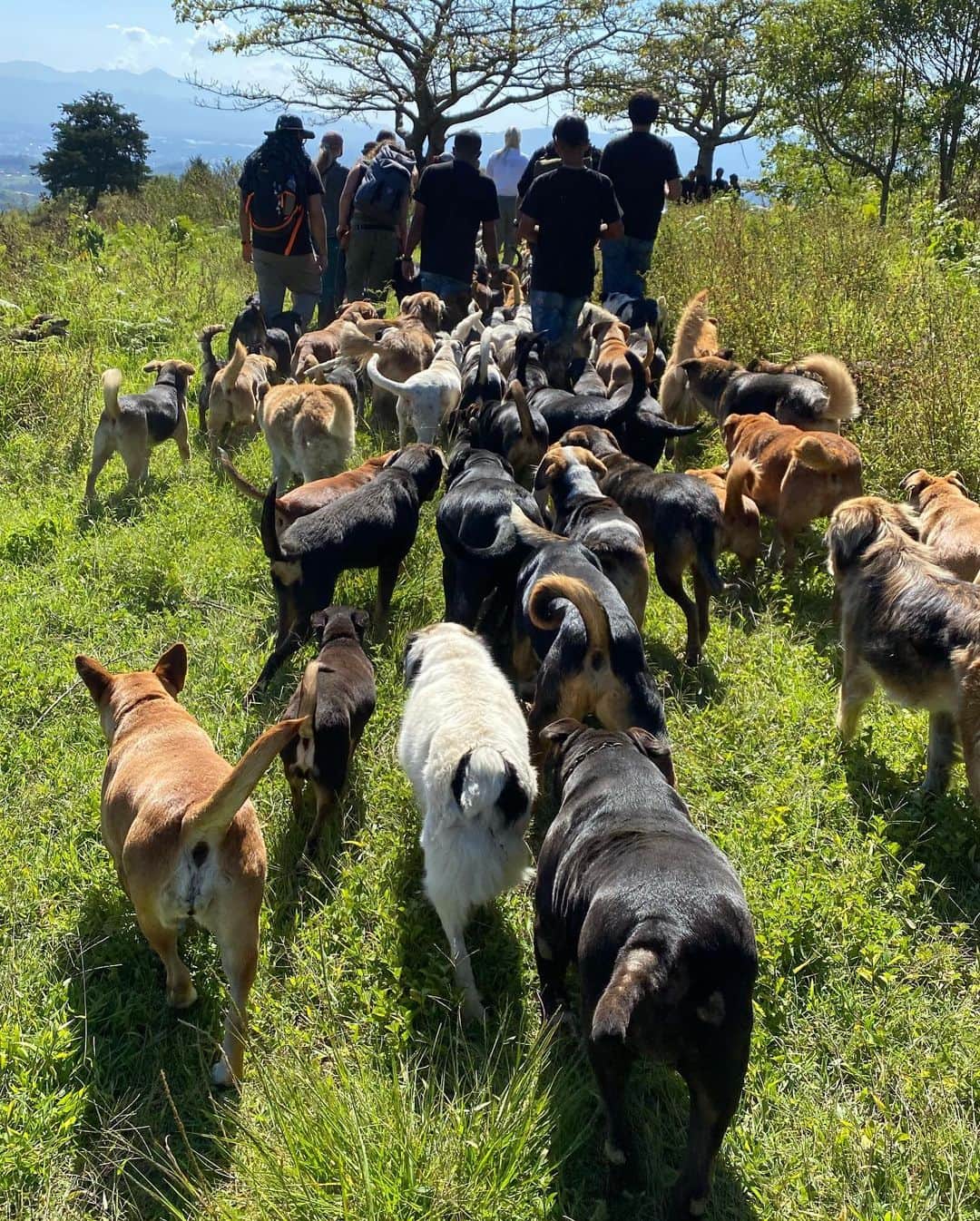 リンゼイ・ボンさんのインスタグラム写真 - (リンゼイ・ボンInstagram)「I always feel better when I’m around dogs....This was heaven for me! One of the most special places I have ever been “Land of the Strays” in Costa Rica. Over 1600 stray dogs have a home here because of the founder Lya Battle. She is an incredible person and I’m so so happy we were able donate enough food to help feed these dogs for 3 months! The Pack is more than a show, we tried to help dogs around the world and I am so grateful and thankful. Happy thanksgiving everyone 🙏🏻❤️ @thepackonprime」11月26日 2時02分 - lindseyvonn