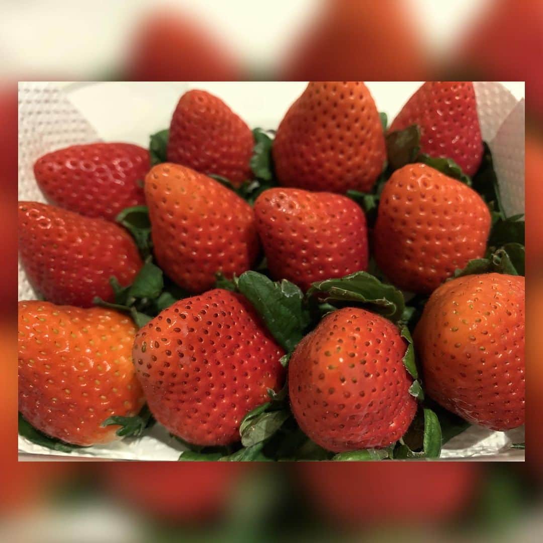 中澤裕子のインスタグラム：「🍓🍓  そんな季節かと、、 今季初苺。  スーパーで見てフルーツが だーーい好きな息子の顔が浮かびました。 娘と息子の 今日のお弁当のデザートに。 息子は朝も食べました😊  #初物 #宮崎県産 #都城いちご #粒が大きくて甘い」