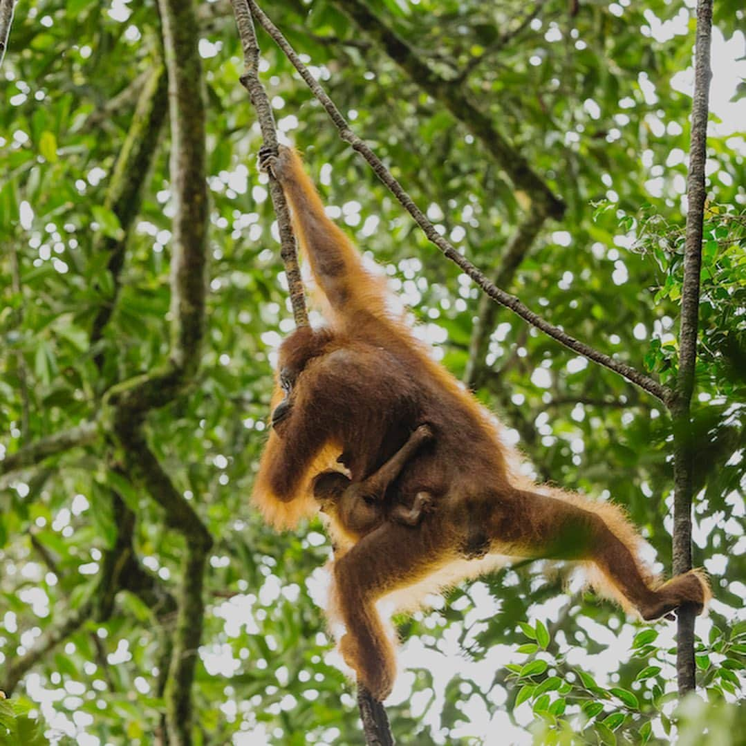 Tim Lamanさんのインスタグラム写真 - (Tim LamanInstagram)「Photos by @TimLaman.  Well, it’s been a kind of a pisser of a year.  But things are looking up.  I’m celebrating by selling orangutan prints and giving 100% of the proceeds to the group @SaveWildOrangutans, who work hard to protect wild orangutans in Borneo, like this young male who doesn’t really give a hoot about covid or elections or anything else.  He just wants an intact rainforest to live in.  Why not do something positive as we come up on Giving Tuesday…. you’ll feel good about it.  Check out my orangutan print gallery at link in bio, and purchase a print to support orangutan conservation. (This image isn’t in my print collection for obvious reasons, but for customers with certain tastes, custom prints can be arranged! Just email studio@timlaman.com and we can make it happen). Swipe to see examples of actual prints on offer. - You can also show your support, and learn more about orangutans by following @SaveWildOrangutans, and consider becoming a supporting member with even a small $5 monthy contribution at their website www.SaveWildOrangutans.org.  It’s all about saving not only wild orangutans, but the rainforest they need to survive, and the amazing biodiversity that lives there in #GunungPalungNationalPark (last shot). - #orangutans #orangutan #borneo #Indonesia #rainforest #nature #wildlife」11月26日 3時02分 - timlaman