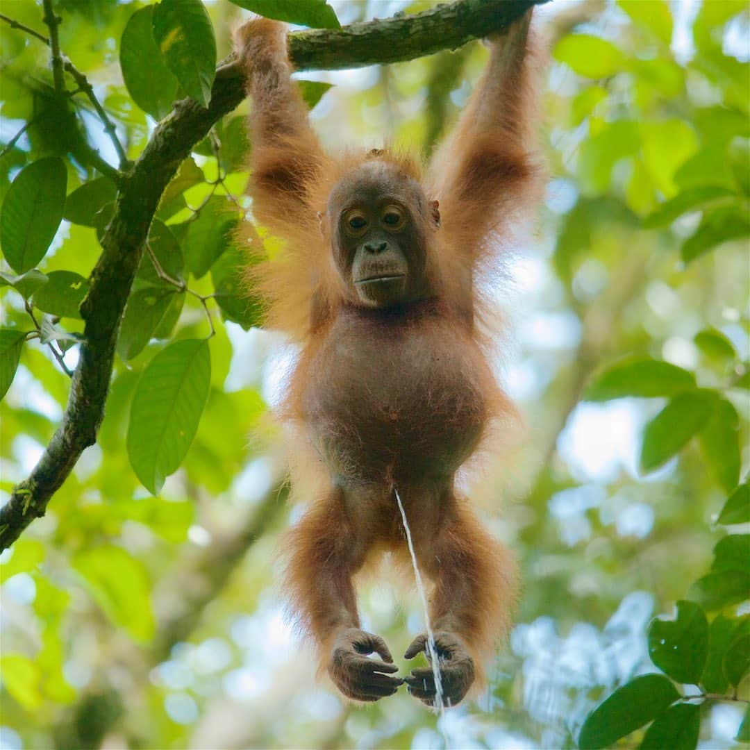 Tim Lamanさんのインスタグラム写真 - (Tim LamanInstagram)「Photos by @TimLaman.  Well, it’s been a kind of a pisser of a year.  But things are looking up.  I’m celebrating by selling orangutan prints and giving 100% of the proceeds to the group @SaveWildOrangutans, who work hard to protect wild orangutans in Borneo, like this young male who doesn’t really give a hoot about covid or elections or anything else.  He just wants an intact rainforest to live in.  Why not do something positive as we come up on Giving Tuesday…. you’ll feel good about it.  Check out my orangutan print gallery at link in bio, and purchase a print to support orangutan conservation. (This image isn’t in my print collection for obvious reasons, but for customers with certain tastes, custom prints can be arranged! Just email studio@timlaman.com and we can make it happen). Swipe to see examples of actual prints on offer. - You can also show your support, and learn more about orangutans by following @SaveWildOrangutans, and consider becoming a supporting member with even a small $5 monthy contribution at their website www.SaveWildOrangutans.org.  It’s all about saving not only wild orangutans, but the rainforest they need to survive, and the amazing biodiversity that lives there in #GunungPalungNationalPark (last shot). - #orangutans #orangutan #borneo #Indonesia #rainforest #nature #wildlife」11月26日 3時02分 - timlaman