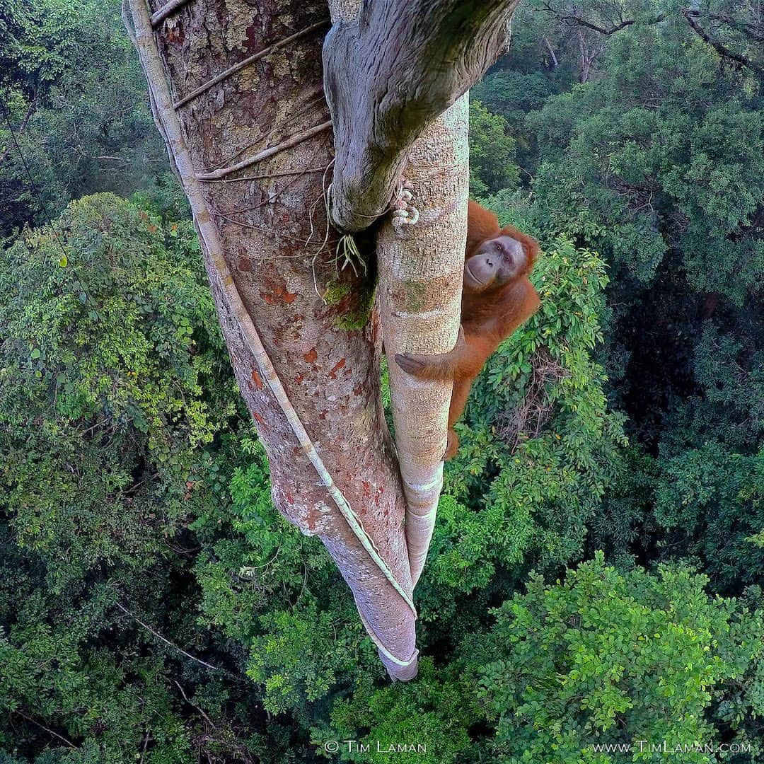 Tim Lamanさんのインスタグラム写真 - (Tim LamanInstagram)「Photos by @TimLaman.  Well, it’s been a kind of a pisser of a year.  But things are looking up.  I’m celebrating by selling orangutan prints and giving 100% of the proceeds to the group @SaveWildOrangutans, who work hard to protect wild orangutans in Borneo, like this young male who doesn’t really give a hoot about covid or elections or anything else.  He just wants an intact rainforest to live in.  Why not do something positive as we come up on Giving Tuesday…. you’ll feel good about it.  Check out my orangutan print gallery at link in bio, and purchase a print to support orangutan conservation. (This image isn’t in my print collection for obvious reasons, but for customers with certain tastes, custom prints can be arranged! Just email studio@timlaman.com and we can make it happen). Swipe to see examples of actual prints on offer. - You can also show your support, and learn more about orangutans by following @SaveWildOrangutans, and consider becoming a supporting member with even a small $5 monthy contribution at their website www.SaveWildOrangutans.org.  It’s all about saving not only wild orangutans, but the rainforest they need to survive, and the amazing biodiversity that lives there in #GunungPalungNationalPark (last shot). - #orangutans #orangutan #borneo #Indonesia #rainforest #nature #wildlife」11月26日 3時02分 - timlaman