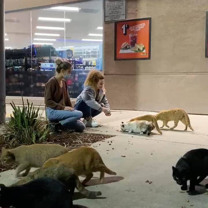 カイラ・ケンディのインスタグラム：「Daily reminder to feed your local gas station cats」