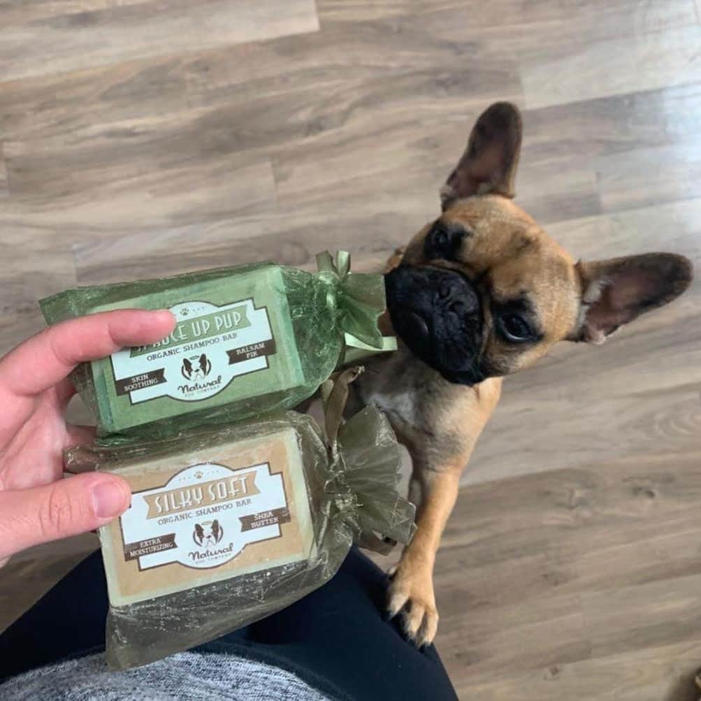 Regeneratti&Oliveira Kennelさんのインスタグラム写真 - (Regeneratti&Oliveira KennelInstagram)「⭐ SAVE 20% off @naturaldogcompany with code JMARCOZ at NaturalDog.com  worldwide shipping  ad 📷: @jax.thefrenchbulldog . Have you ever washed your dog using a shampoo bar? They last much longer than liquid shampoos and help the environment by reducing plastic waste. The ones from @naturaldogcompany come highly recommended, they’re 100% natural, super moisturizing, pet-safe, and free of all the nasty things like parabens, fragrances, sulfates, preservatives, detergents, etc. . . . . . . #puppy #puppylove #puppygram #puppyoftheday #puppylife #frenchbulldog #puppypalace #puppys #puppyface #puppies #puppiesofinstagram #frenchie #frenchiesofinstagram #frenchies #frenchielove #frenchieoftheday #frenchiegram #frenchielife #frenchiepuppy #frenchiesociety #frenchiesofig #frenchiestagram #frenchiebulldog #frenchielovers  #frenchbulldogofinstagram  #petsupplies」11月26日 3時35分 - jmarcoz