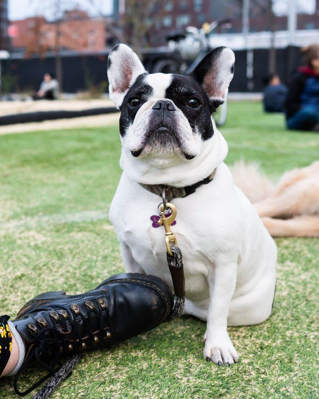 The Dogistさんのインスタグラム写真 - (The DogistInstagram)「Lotte, French Bulldog (10 y/o), Domino Park, Brooklyn, NY • “She thinks she’s entitled to whatever she wants. She licks random kids in the face and keeps walking.”」11月26日 3時43分 - thedogist