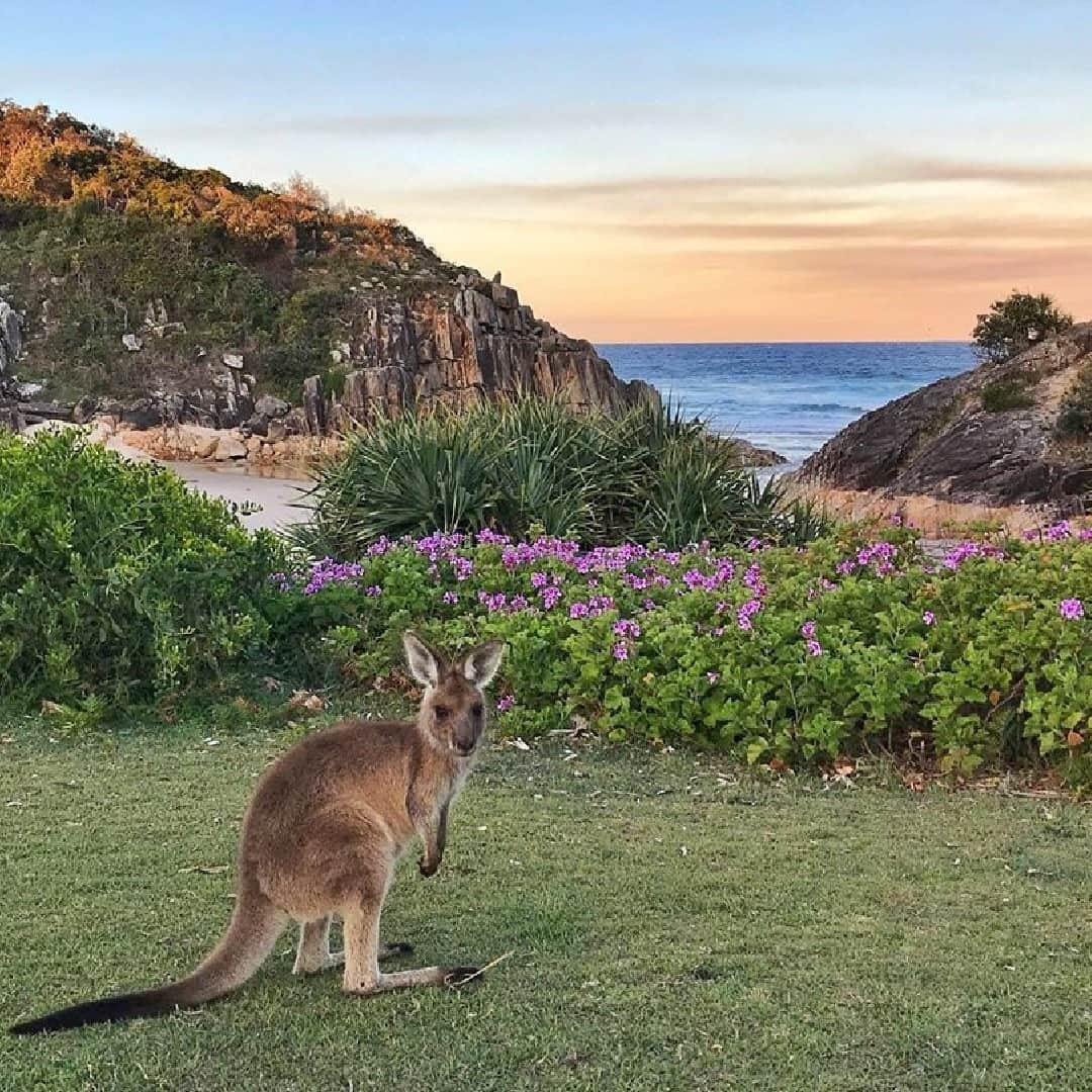 Australiaさんのインスタグラム写真 - (AustraliaInstagram)「See? Told you the sunset was beautiful! 🌅 😍 This adorable little #kangaroo very kindly showed @catr13 the sights and sounds of Little Bay in #SouthWestRocks. This serene, secluded beach sits nestled between granite cliffs along the @macleayvalleycoast in @visitnsw. The best way to experience it? Pack your swimmers and head to the sandy shores for a day in the sun, take a leisurely walk along the historic Monument Hill walking track then head back for a relaxing picnic while you watch the sun set overlooking the ocean at the Little Bay picnic area. #seeaustralia #LoveNSW #NewSouthWales #visitthemacleay #holidayherethisyear」11月26日 4時00分 - australia