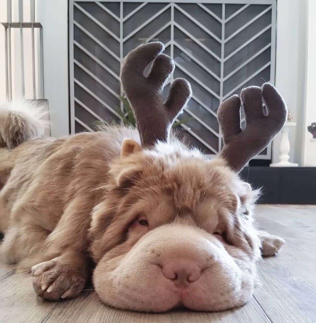 Tonkey Bearのインスタグラム：「Wake me up when it's Friday (or Christmas🐻🎄)」