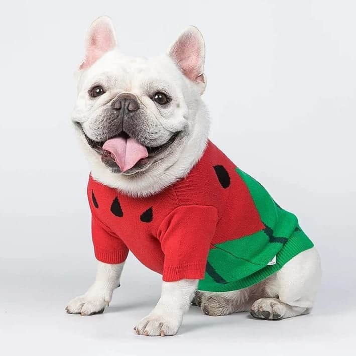 French Bulldogさんのインスタグラム写真 - (French BulldogInstagram)「Watermelon French Bulldog Sweater 🍉🍉🍉 Exclusive in @frenchie.world shop 🛍🛍🛍 👉 LINK IN BIO 🔝 . . . . . #frenchie #frenchies #französischebulldogge #frenchbulldog #frenchbulldogs #dog #dogsofinstagram #frenchieworld #bully #bulldog #bulldogfrances #フレンチブルドッグ #フレンチブルドッグ #フレブル #ワンコ #frenchiesgram #frenchbulldogsofinstagram #ilovemyfrenchie #batpig #buhi #squishyfacecrewbulldog」11月26日 4時16分 - frenchie.world