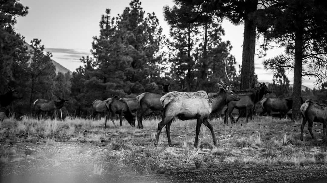 ハウィー・ケンドリックのインスタグラム：「Searching for the nearest Lodge. @leica_camera @pinecanyonaz」