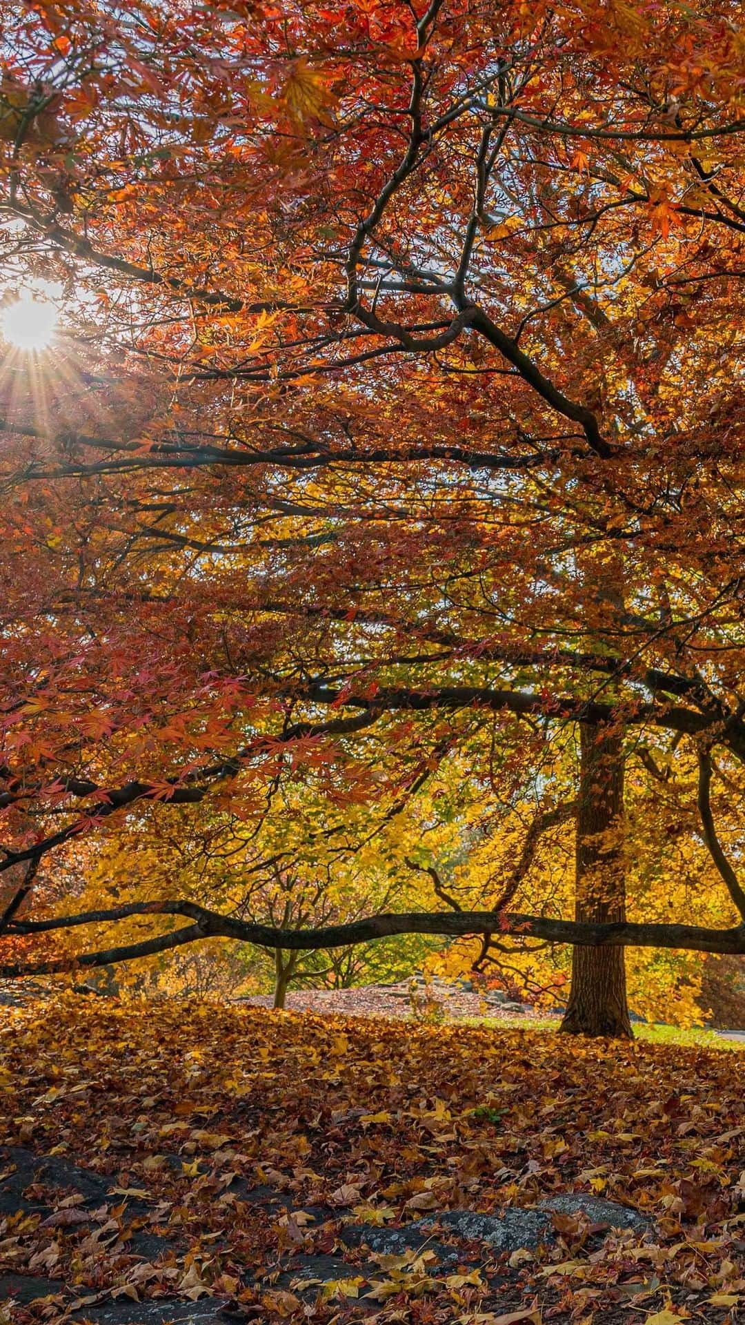 ニューヨーク植物園のインスタグラム：「Take a look back on the splendor of this year's fall with a virtual tour of the season's Garden highlights. . Join Todd Forrest, Arthur Ross Vice President for Horticulture and Living Collections, as he once again narrates an exploration of the collections that define fall at the Garden—including the blooms of the Rose Garden, the calming trails of the Thain Forest, the complementary colors of the Perennial Gardens many "rooms," and the star-shaped leaves of the Japanese maples, among others. As the season winds down and we journey into the beauty of winter, make the time to visit the Garden, get outside, and center yourself in New York City's most awe-inspiring landscape. . #plantlove #AllInNYC」