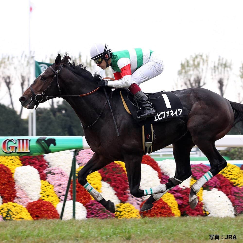 のインスタグラム：「今週の土曜日は、京都2歳ステークス(GIII)  #2012年の優勝馬は #GI2勝の #エピファネイア #今は父として #娘の #デアリングタクト が #無敗で牝馬三冠 を達成するなど #大活躍中 #ちなみに #同レースは2014年からGIIIに格上げとなったよ #うまび #京都2歳ステークス」