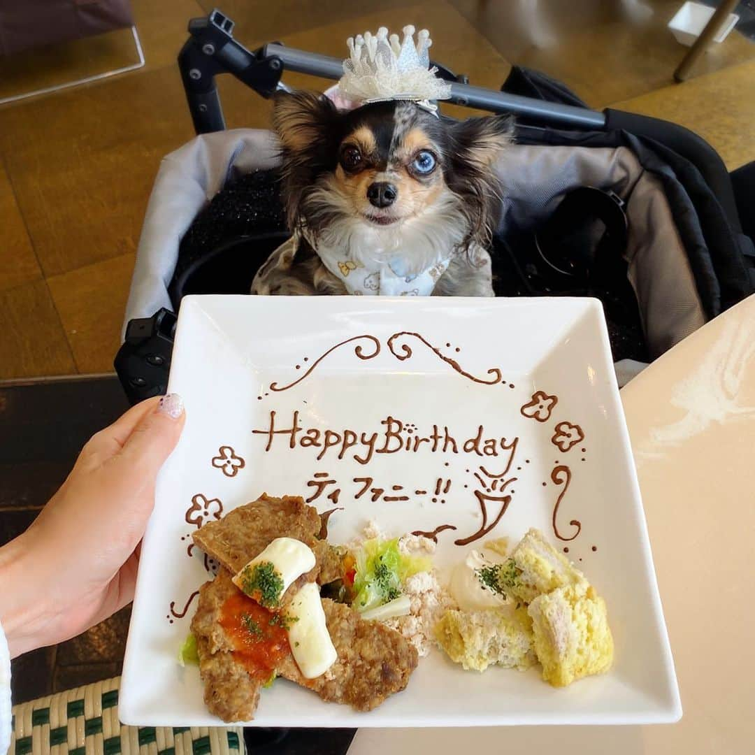 外村美姫さんのインスタグラム写真 - (外村美姫Instagram)「本日はティファニーの誕生日です‼️‼️ #HappyBirthday . ハンバーグでお祝い💏「【祝誕生日】ティファニーと朝食を」‬ ❤️プロフィールからブログに飛べます❤️ ‪.‬ ‪ #外村美姫 #チワックスティファニー #今日のコーデ #ティファニーと朝食を #レドゥブルー #ららぽーと豊洲 #チワックス #本日誕生日 #自慢の娘 #11月26日生まれ #4歳‬  #プチプラコーデ #しまむらコーデ #しまむら購入品 #しまむらパトロール #ティファニー #ティファニーブルー #オッドアイ #Tiffany #チワックス倶楽部 #チワックス部 #Chihuachshund #いぬすたぐらむ #しまむら #しまパト #犬ok #犬okカフェ #レドゥブルー」11月26日 15時45分 - mikitonomura