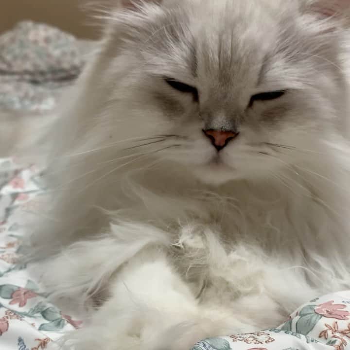 후추네큰언니のインスタグラム：「울 공쥬 ❤️  #후추  #고양이  #냥스타그램 #캣스타그램  #Hoochu #Hoochuthecat #cat #cats #catstagram #catsofinstagram #topcatphoto #bestmeow #ilovecat #cute #fluffy #petstagram #instacats」