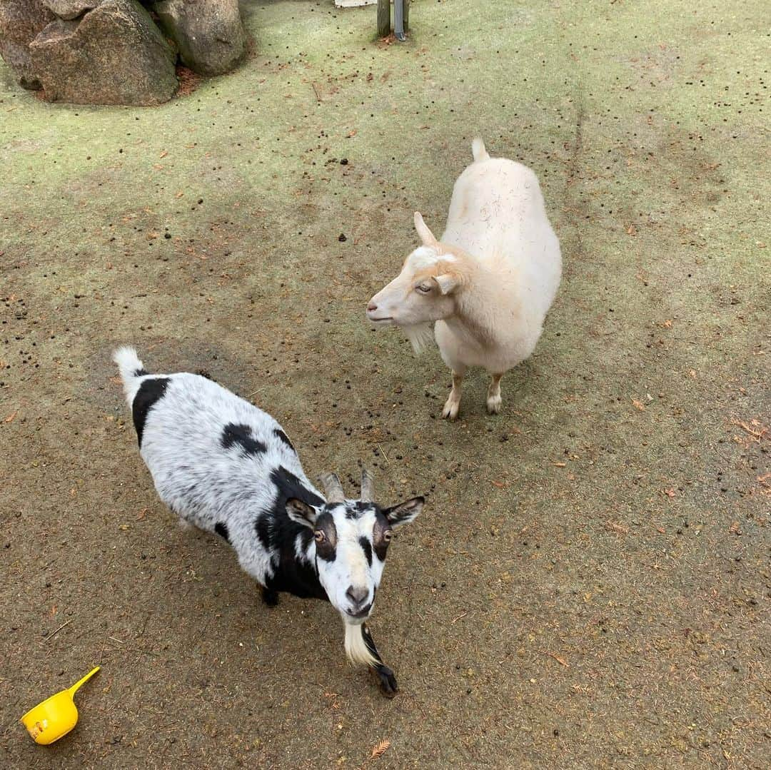 涼川菜月さんのインスタグラム写真 - (涼川菜月Instagram)「🐄﻿ ﻿ ﻿ ﻿ ﻿ 六甲山牧場に行ってきた〜！﻿ ﻿ ﻿ 羊やヤギや牛大好きだから﻿ 幸せでしかなかった💭﻿ ﻿ ﻿ 羊が放し飼いになってるから﻿ 常に隣に羊🐏﻿ ﻿ ﻿ ヤギにご飯あげてる時も﻿ 羊が横取りしにくるのを﻿ 必死で止めていた😂﻿ ﻿ ﻿ いつもお世話になっております🧶﻿ ありがとうございます﻿ あたたかいです﻿ ﻿ ﻿ 本当可愛かったなあ﻿ ﻿ ﻿ ﻿ ﻿」11月26日 15時53分 - nachia_p