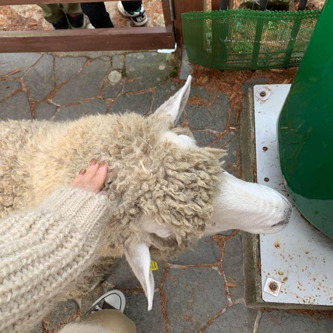 涼川菜月さんのインスタグラム写真 - (涼川菜月Instagram)「🐄﻿ ﻿ ﻿ ﻿ ﻿ 六甲山牧場に行ってきた〜！﻿ ﻿ ﻿ 羊やヤギや牛大好きだから﻿ 幸せでしかなかった💭﻿ ﻿ ﻿ 羊が放し飼いになってるから﻿ 常に隣に羊🐏﻿ ﻿ ﻿ ヤギにご飯あげてる時も﻿ 羊が横取りしにくるのを﻿ 必死で止めていた😂﻿ ﻿ ﻿ いつもお世話になっております🧶﻿ ありがとうございます﻿ あたたかいです﻿ ﻿ ﻿ 本当可愛かったなあ﻿ ﻿ ﻿ ﻿ ﻿」11月26日 15時53分 - nachia_p