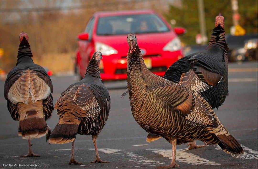 ABC Newsさんのインスタグラム写真 - (ABC NewsInstagram)「Reuters photographer Brendan McDermid captured this holiday-appropriate image of wild turkeys crossing the street on the eve of Thanksgiving in Staten Island.  From all of us here at ABC News, have a safe and happy Thanksgiving.」11月26日 16時00分 - abcnews
