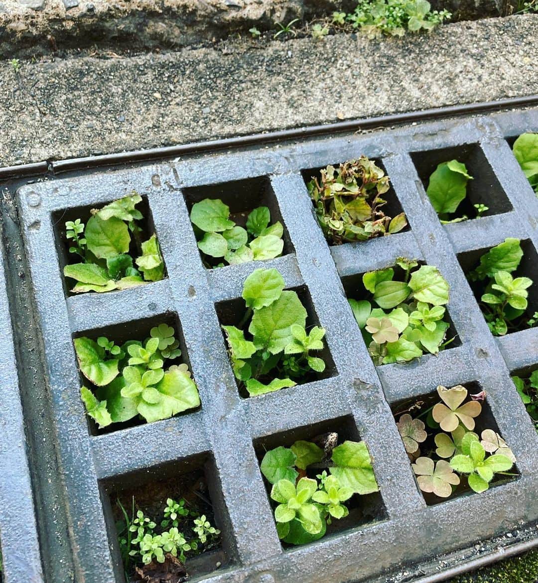 園崎未恵のインスタグラム：「カートンに入った小さなプランター？ いえいえ。 駐車場の滑り止めがまるで誰かの菜園。 #green」