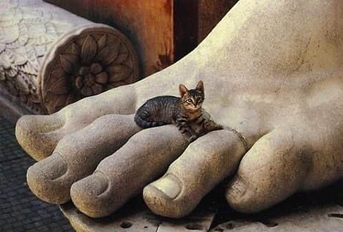 Meganさんのインスタグラム写真 - (MeganInstagram)「Via 〰 @gilbertkann 🖤 . . . . #kitten #cat #statue」11月26日 16時14分 - zanzan_domus