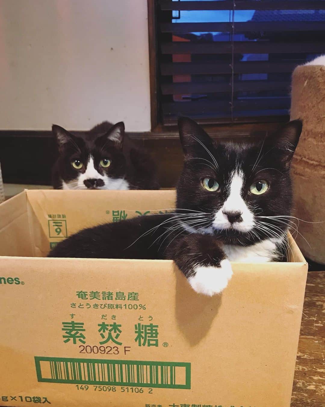 もじゃころのインスタグラム：「ニンッ！ & ペッ！   #鼻にんにく黒コロ  #チョッチュ具志コロペッペ」