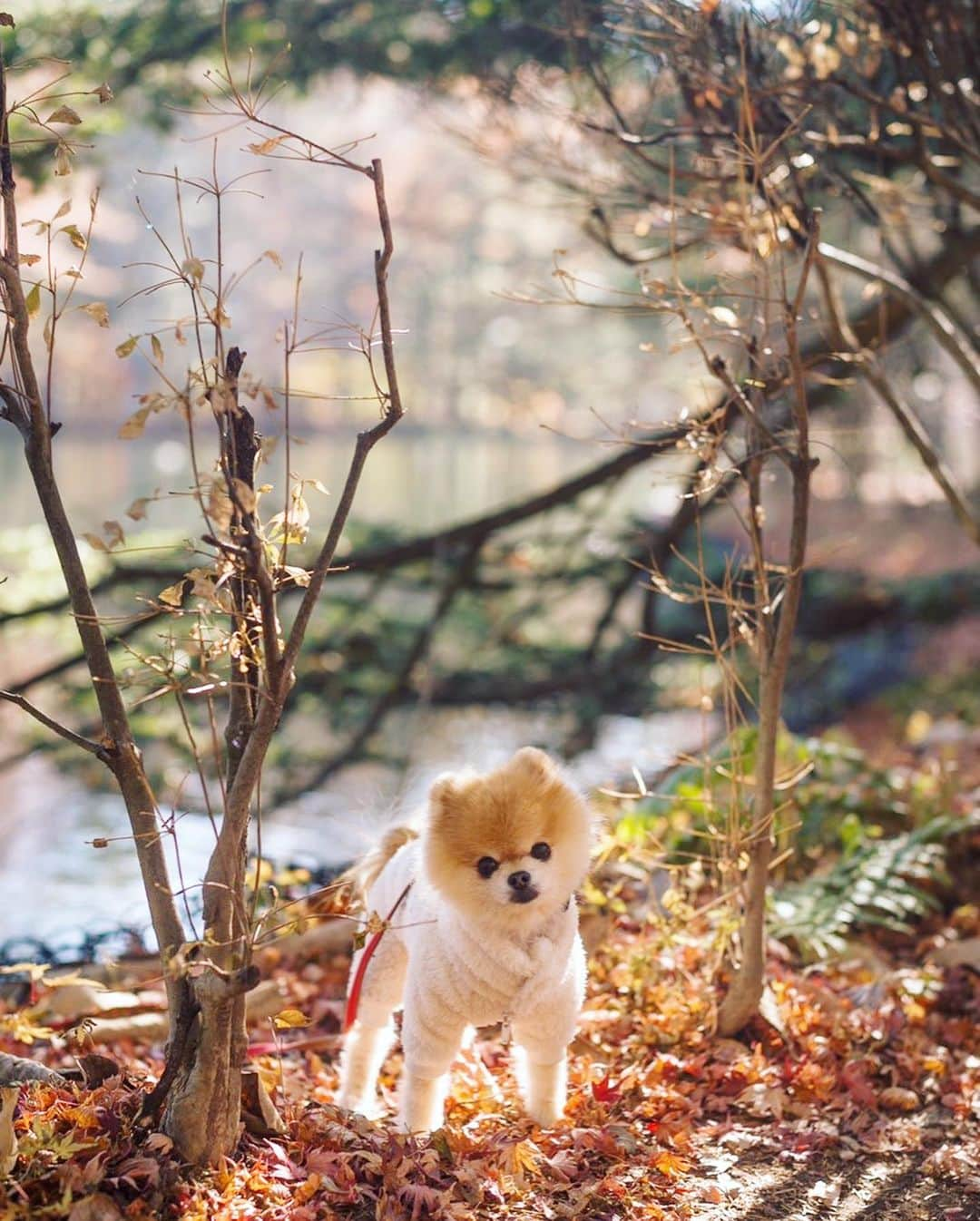 ポテチンのインスタグラム：「I traveled with my friend to Karuizawa.  (15-16 November )」