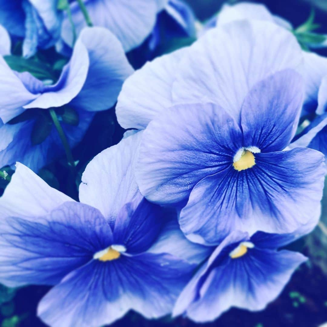 中野敬久さんのインスタグラム写真 - (中野敬久Instagram)「#flowers #flowersoflife #purple #hope #longing」11月26日 8時30分 - hirohisanakano