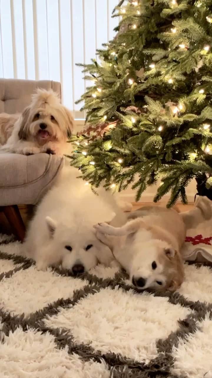 Loki the Corgiのインスタグラム：「Anyone else have their tree up already? 🎄 We’re getting into the holiday spirit a little early this year just in case Coco gets adopted before then. The pups love cuddling up next to it. Not gonna lie, this is making us want to keep the tree up all year... 🙊」