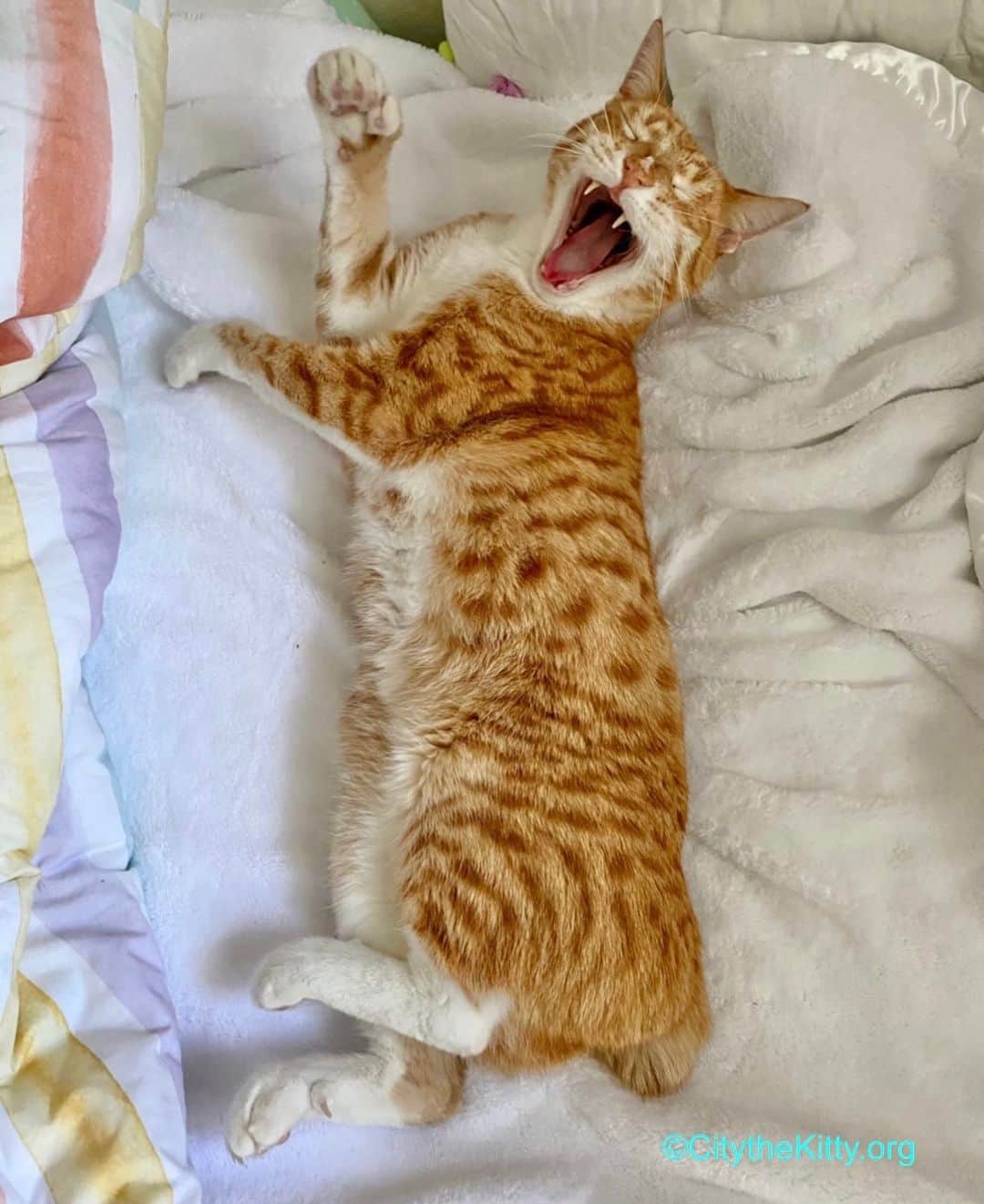 City the Kittyのインスタグラム：「I’m thankful. ❤️🐾  #thankful #thanksgiving」