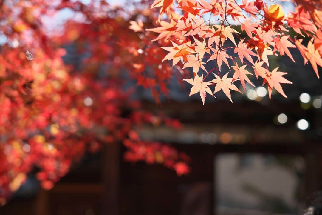 kiccyomuのインスタグラム：「☁️ 2020.11.26 Thu 京都の #紅葉 🍁 入り口から… イチョウとモミジ🍁が 出迎えてくれる #蓮華寺 素敵でした😊  今日も元気に🤗  location #京都 📷撮影 2020年11月19日」