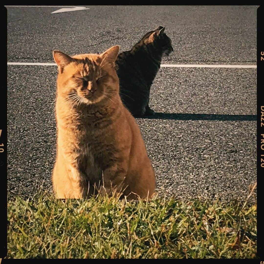 Aya（高本彩）さんのインスタグラム写真 - (Aya（高本彩）Instagram)「朝日を浴びて始まる1日☀️ なんて素晴らしいんだー。  日の出と共に現れた猫さま🐈 にゃーにゃー近づいて来たんやけど多分〝腹へったー。なんかくれないかー人間さんよー〟って言ってた。  #日の出#人間#猫#地球#朝日#太陽#早朝撮影#まだまだつづくぜい#photobyaya」11月26日 8時35分 - aya_dream04