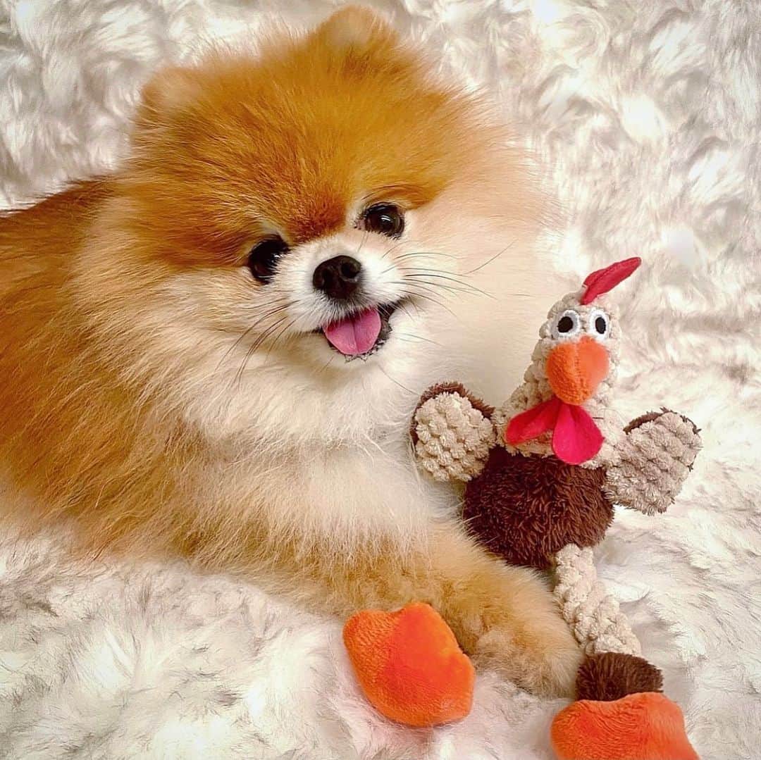 のインスタグラム：「Happy Thanksgiving🧡from my sweet little butterball!🦃Ginger and I are so thankful for all of you, our IG family🤗We appreciate you following us and liking & commenting on our posts🙏🏻We know how hard this pandemic has been on so many😪We hope everyone stays healthy and safe until it’s all over🙌🏻」