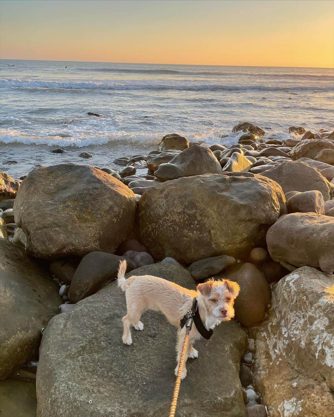 リリー・コリンズさんのインスタグラム写真 - (リリー・コリンズInstagram)「The most eligible bachelor in California - likes long walks on the beach, and even longer naps...」11月26日 8時42分 - lilyjcollins