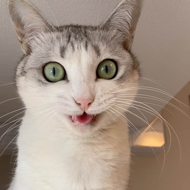 つるちゃんのインスタグラム：「お顔まんまるですね😂👍 Round face🤣 .  #猫 #ねこ #にゃんこ #美猫 #ねこ部 #ふわもこ部 #ねこすたぐらむ #ペコねこ部 #猫好きさんと繋がりたい #にゃんすたぐらむ #cat #neko #instacat #catstagram #instagramcats  #catsconnect #meowbox #picneko #bestmeow #catsofinstagram #meowed #rakutenpet」