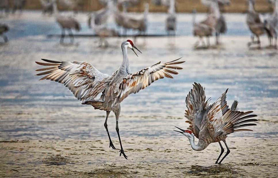 thephotosocietyさんのインスタグラム写真 - (thephotosocietyInstagram)「Photo by @randyolson  This is just an interesting pairing from two areas a world apart. Ancient traditional hunting in rural Pakistan using decoy hats to trick the birds that become prey is a contrast to the dynamic thriving colonies of Sand Hill cranes gathering for mating season in Nebraska. #pakistan #nebraska#sandhillcrane #induscivilization」11月26日 9時48分 - thephotosociety