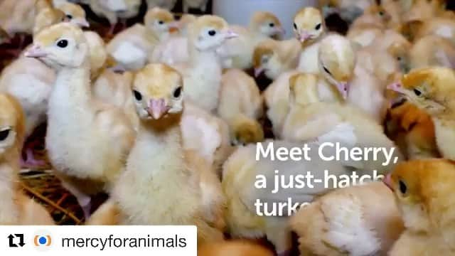 シェリ・ムーン・ゾンビのインスタグラム：「#Repost @mercyforanimals ・・・ Turkeys like Cherry deserve so much better. 🦃 I’ll be making a  plant based Thanksgiving day meal for sure💛 #vegan #plantbased #mercyforanimals #loveturkeysdonteatthem #veganzombie #thankful   Narrated by #BearBluSilverstone.」