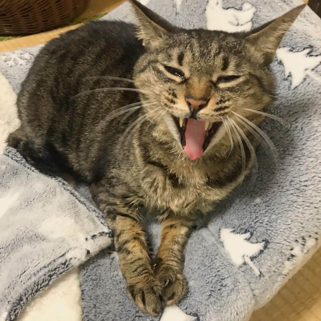 小嶋晶子のインスタグラム：「Yawn, I’m still sleepy. 🐈🐾 #cat #cats #browntabby #catsofinstagram #catstagram #neko #nekostagram #ねこ #ねこ部 #ねこすたぐらむ #きじとら #きじとらねこ #きじとら女子 #きじとら部 #ネコ #ネコ部  #キジトラ #キジトラネコ #キジトラ部 #かぎしっぽ #かぎしっぽ猫部 #カギしっぽ #カギしっぽ猫 #お腹ハゲてる #足の裏もハゲてる」